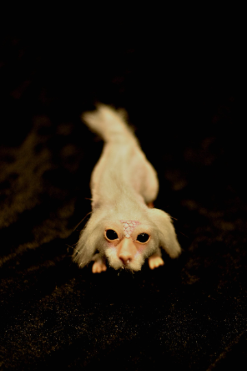 Falkor from The Neverending Story dragon toy. love for you84