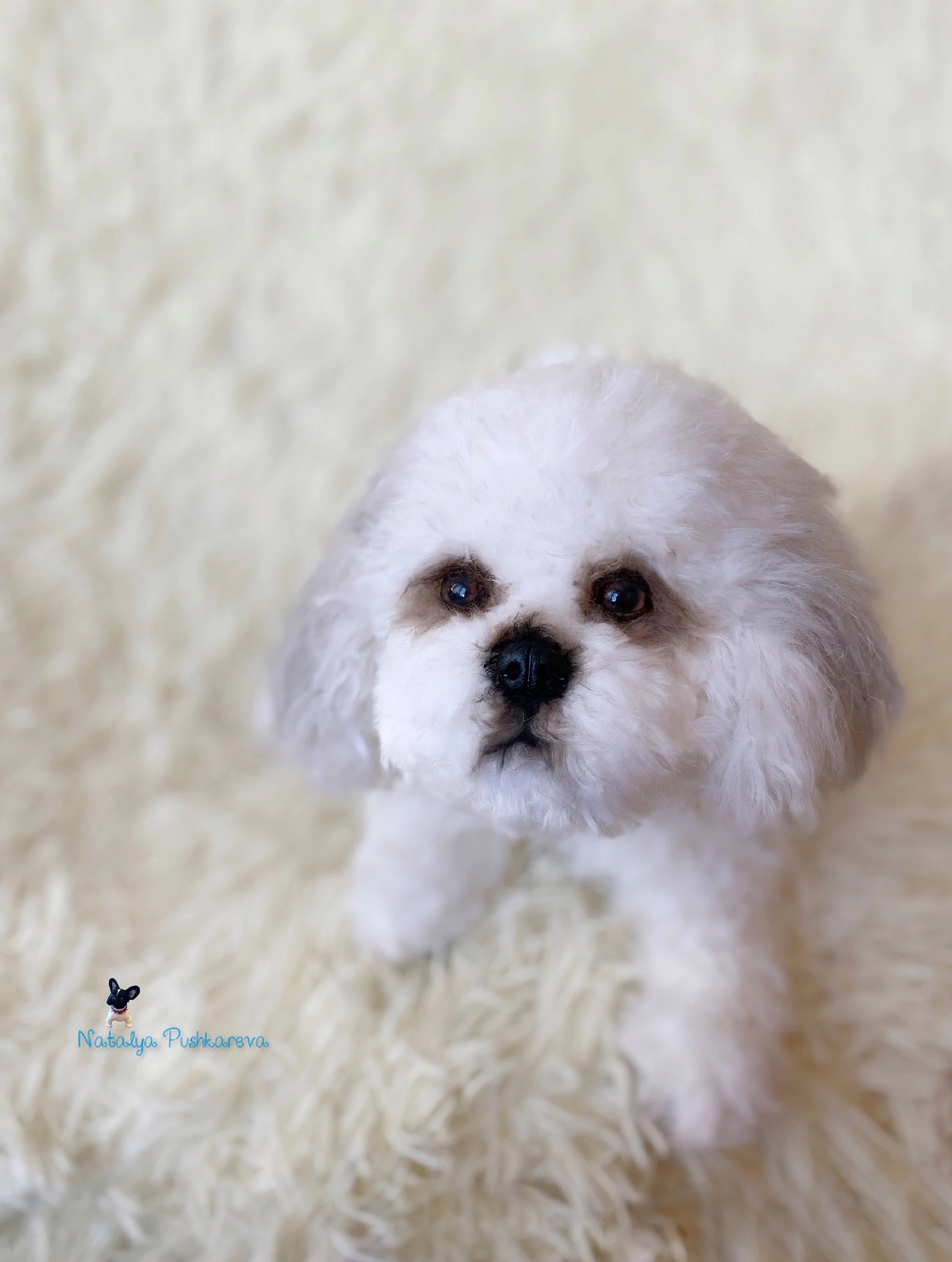 Custom order realistic toy Dog shih tzu - DailyDoll Shop