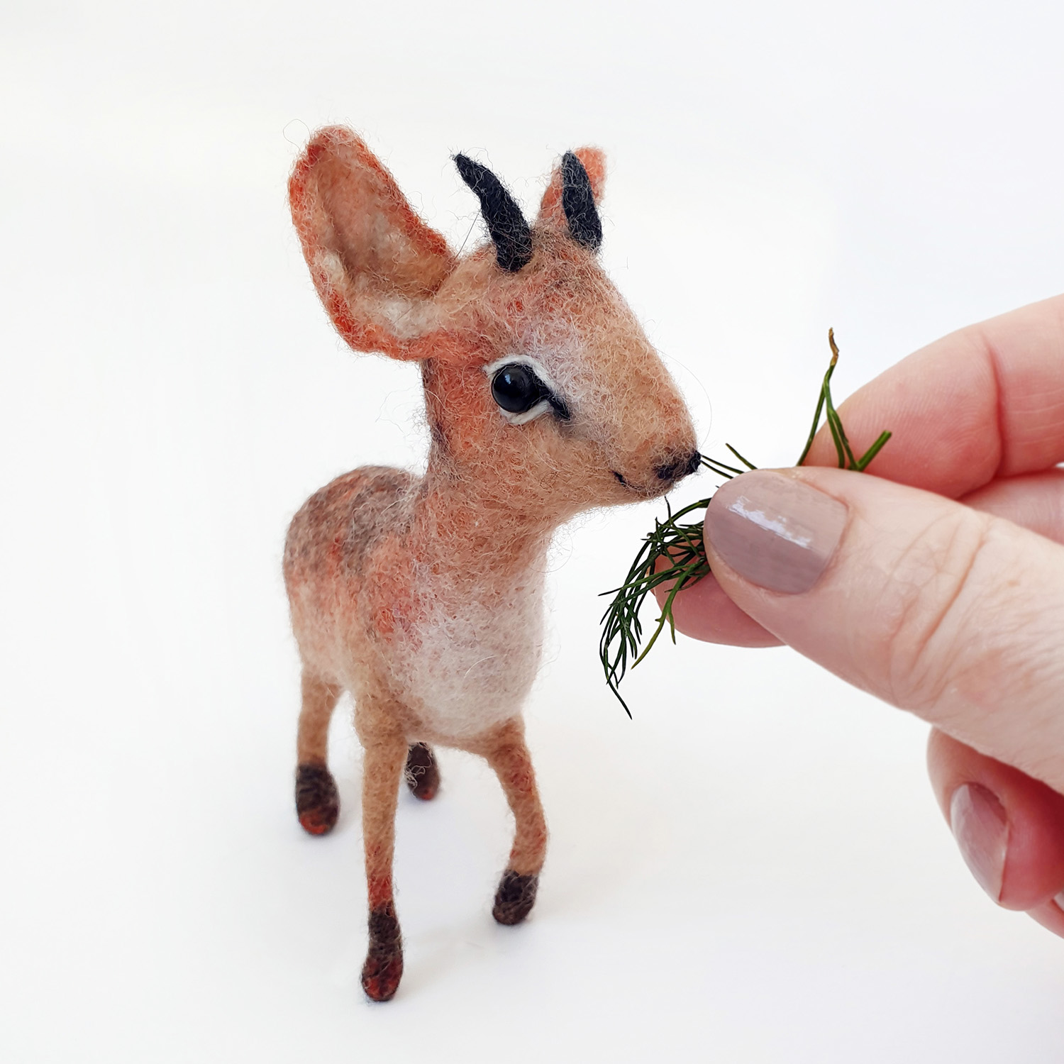 Animaux surprenants : le dik-dik, une antilope format miniature
