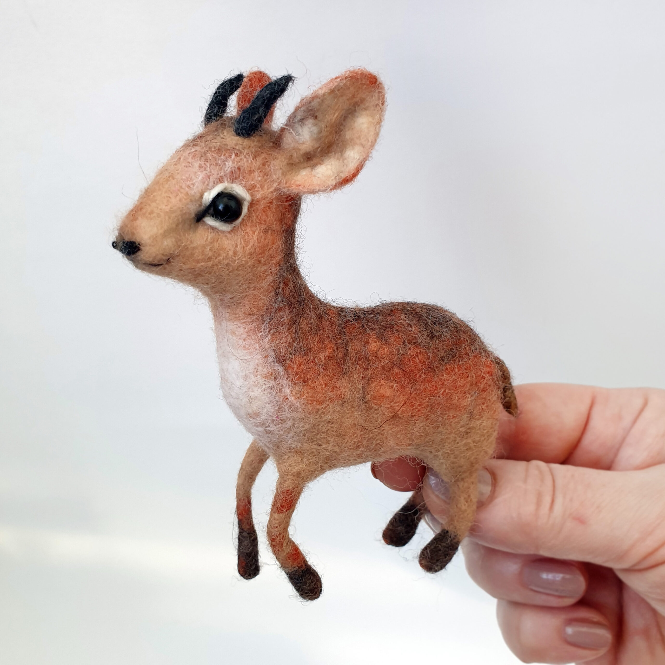 Animaux surprenants : le dik-dik, une antilope format miniature