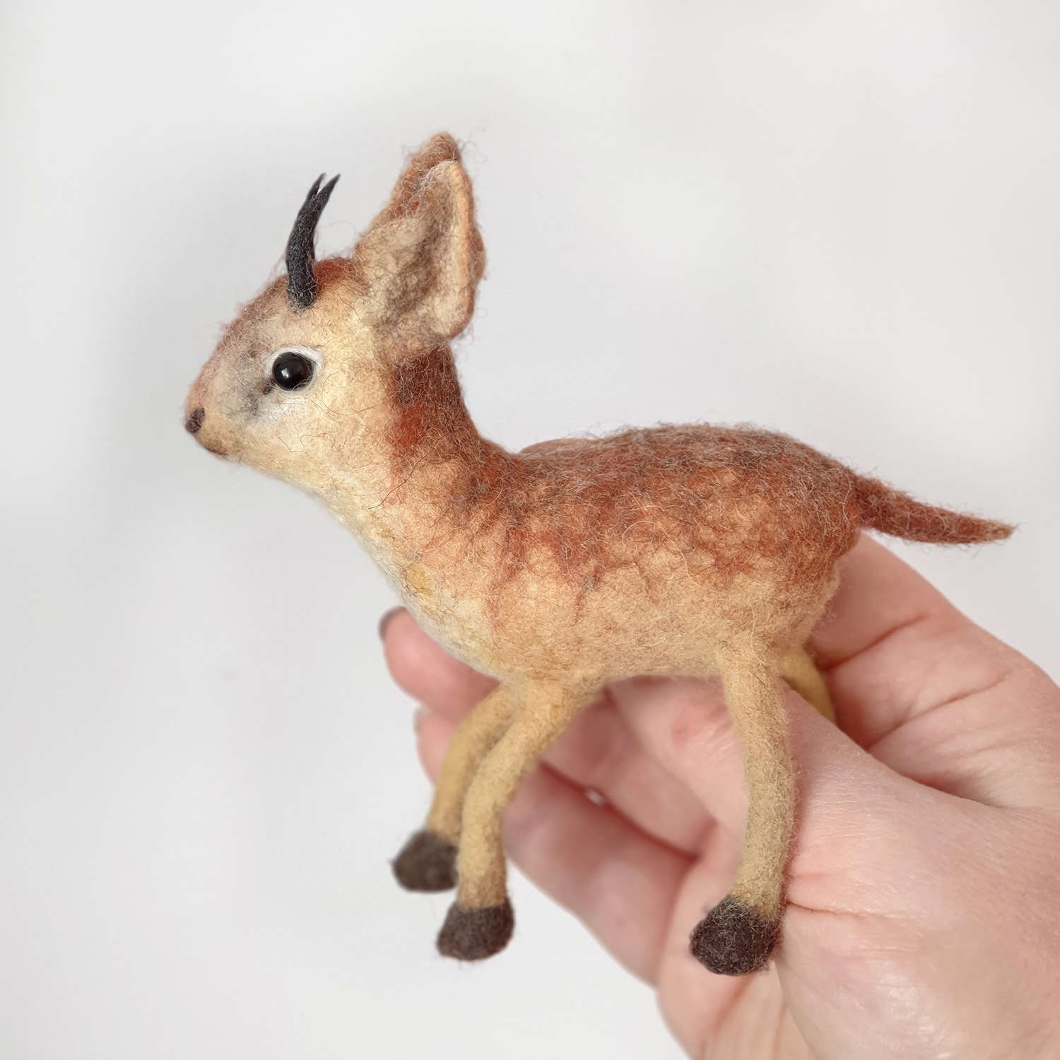 Animaux surprenants : le dik-dik, une antilope format miniature