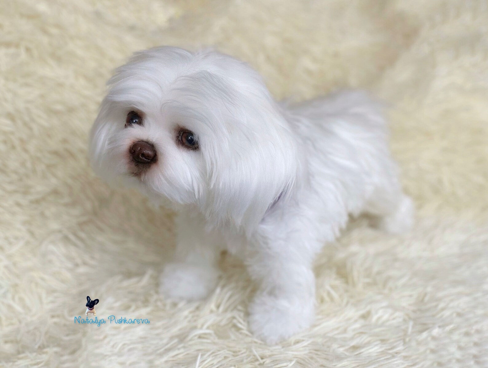 Custom order realistic toy Dog shih tzu - DailyDoll Shop