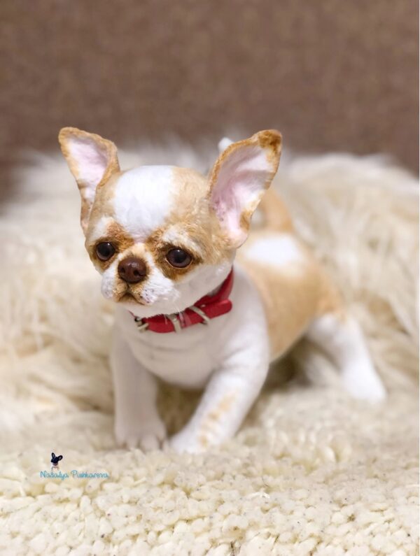 chihuahua plush dog