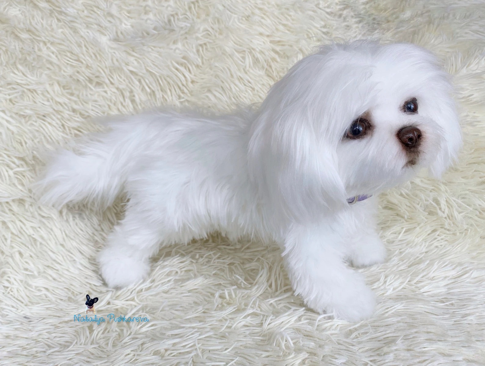 Custom order realistic toy Dog shih tzu - DailyDoll Shop