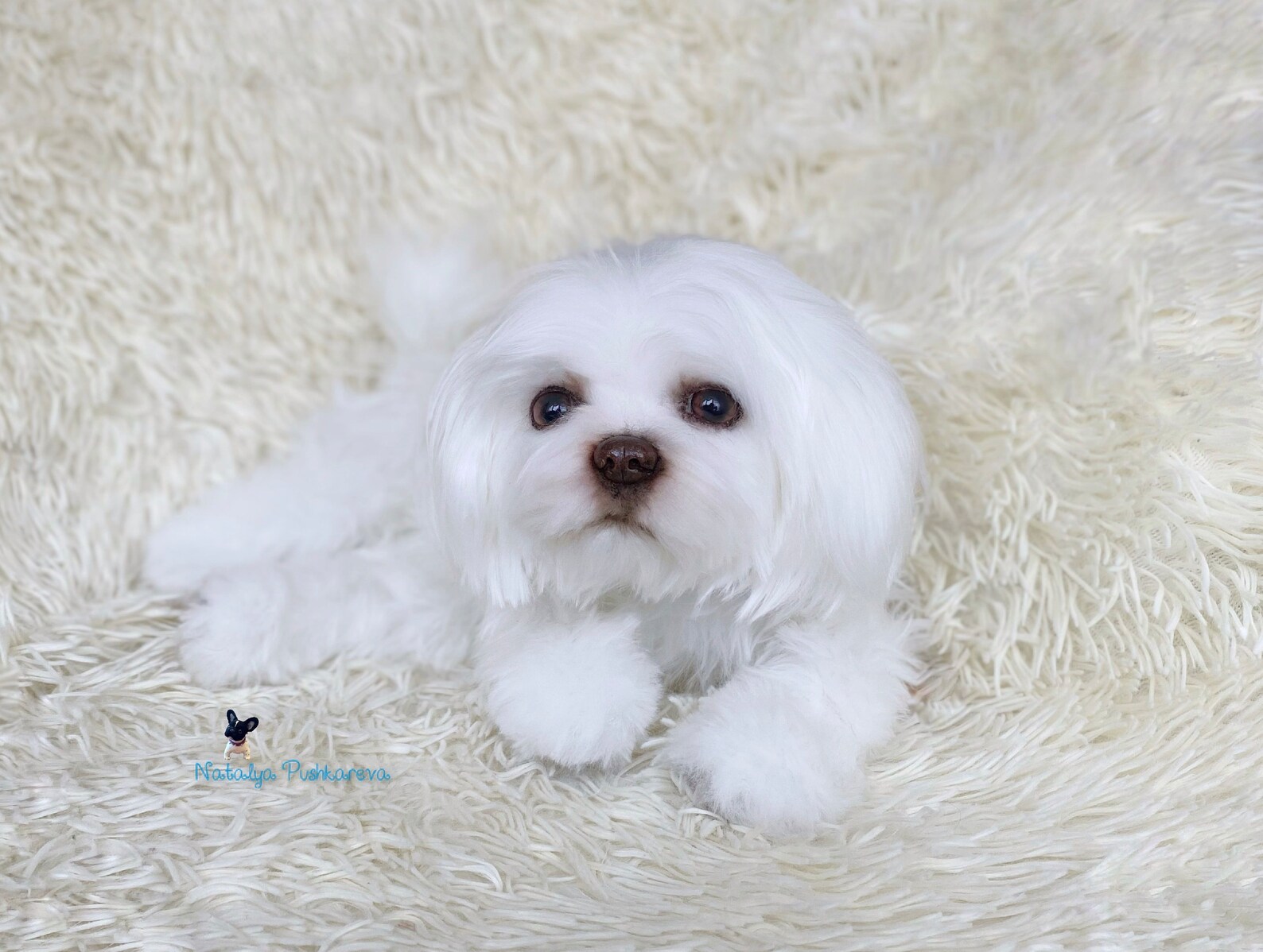 Custom order realistic toy Dog shih tzu - DailyDoll Shop