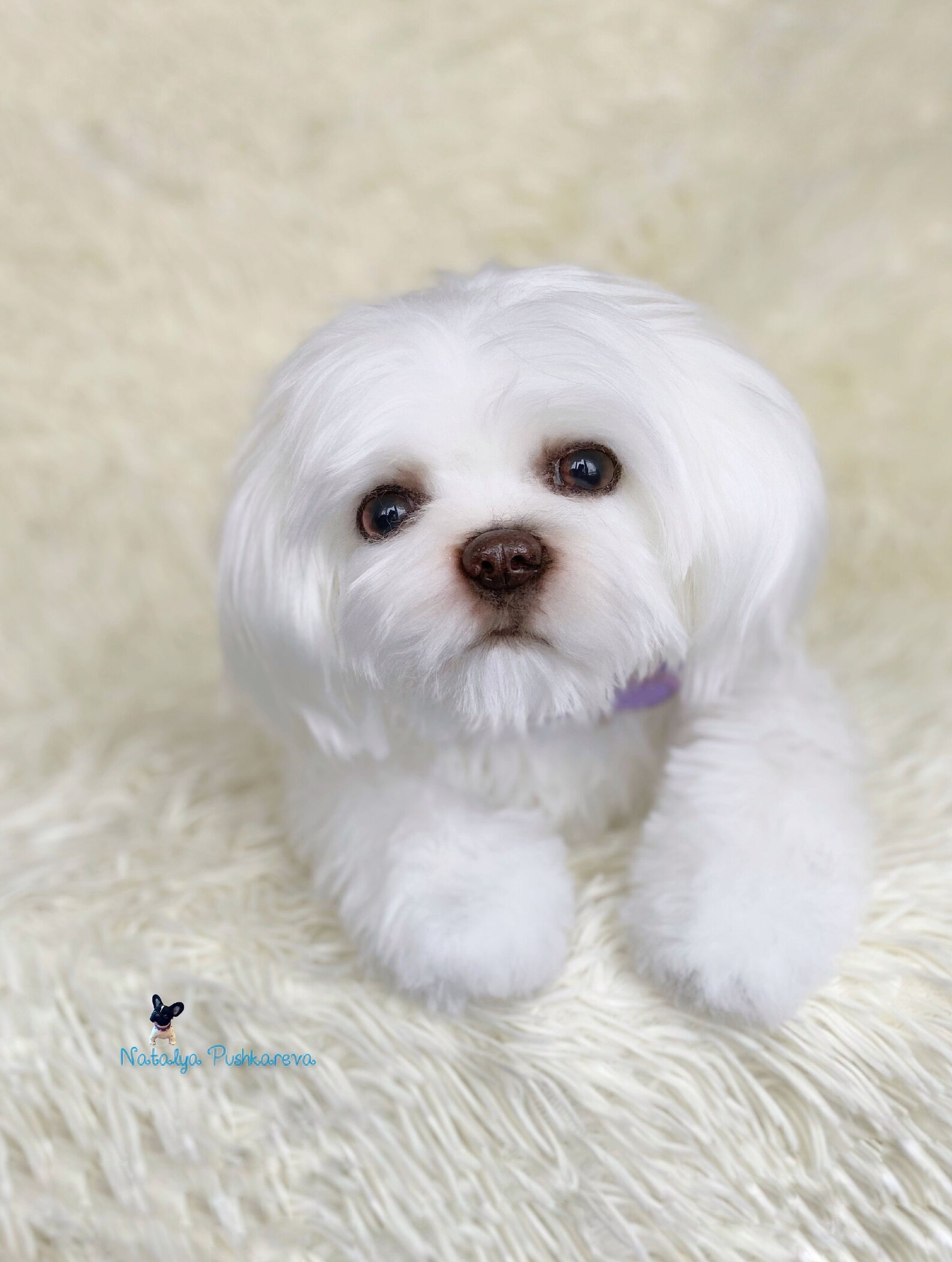 Custom order realistic toy Dog shih tzu - DailyDoll Shop