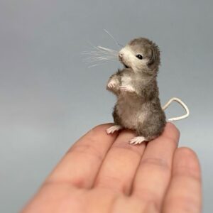 Dumbo Rat