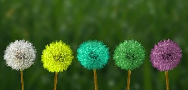 cropped dandelion g4c5251afa 640