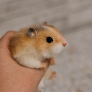 hamster toy