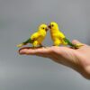 Sun Conure