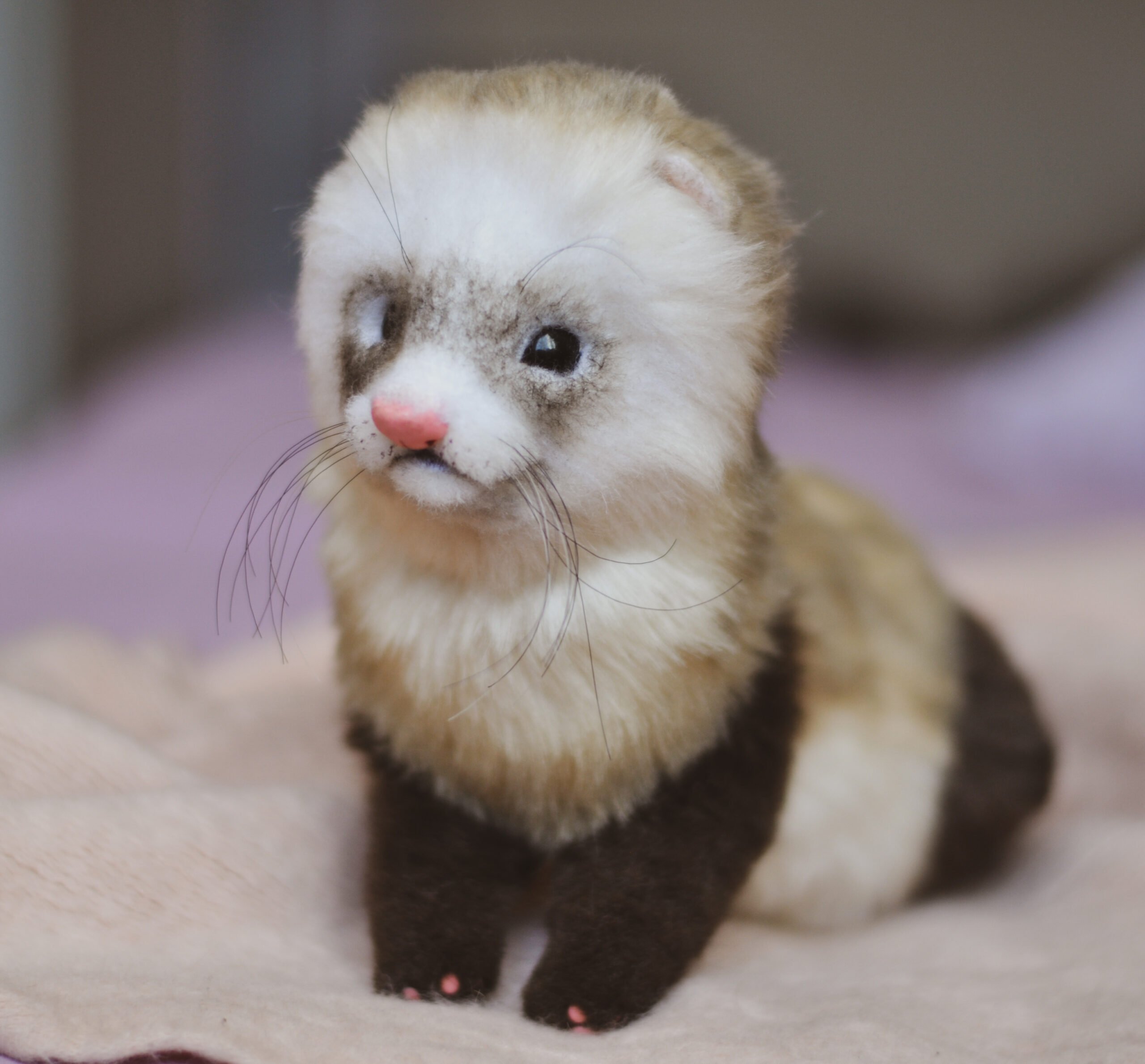 ferret teddy