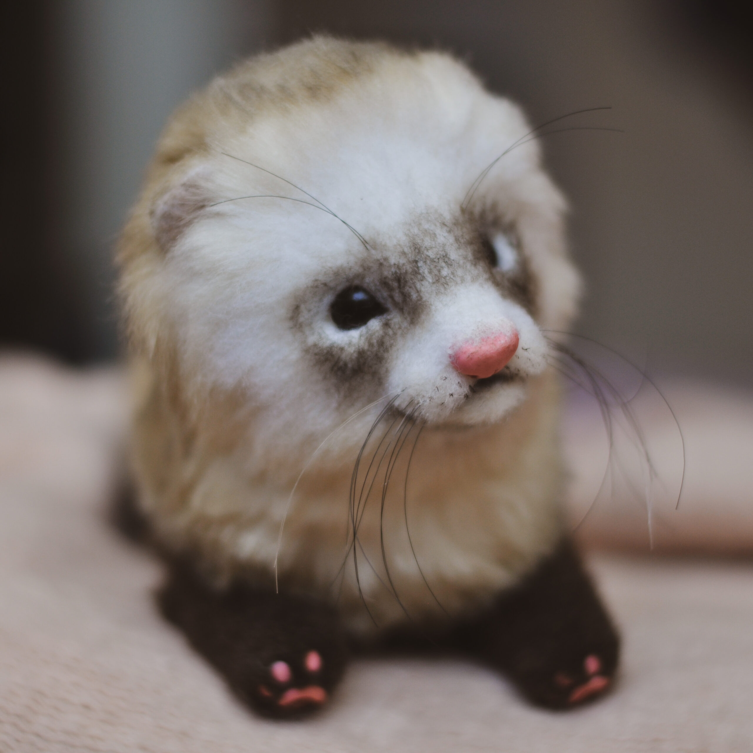 ferret teddy