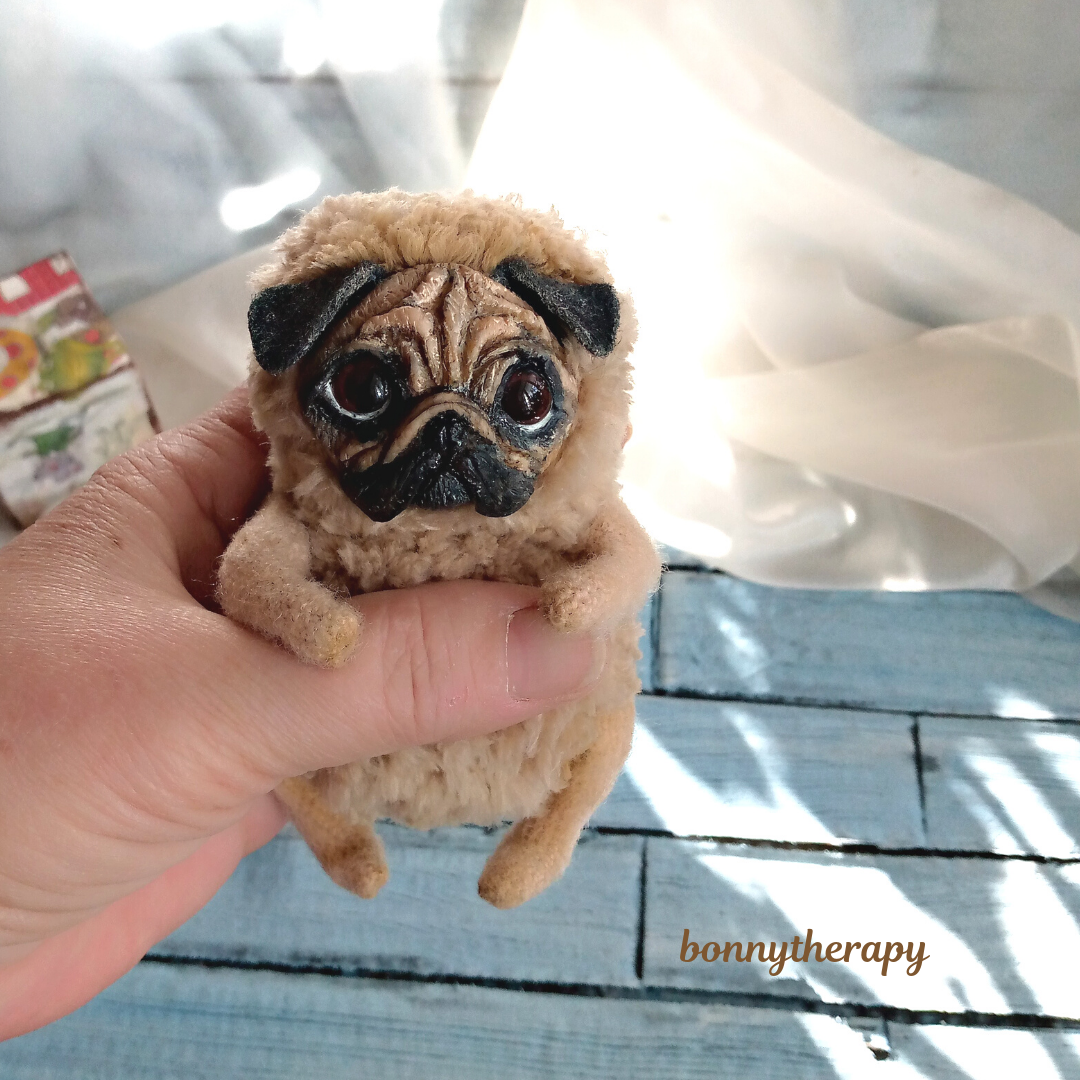 teddy pugs for sale