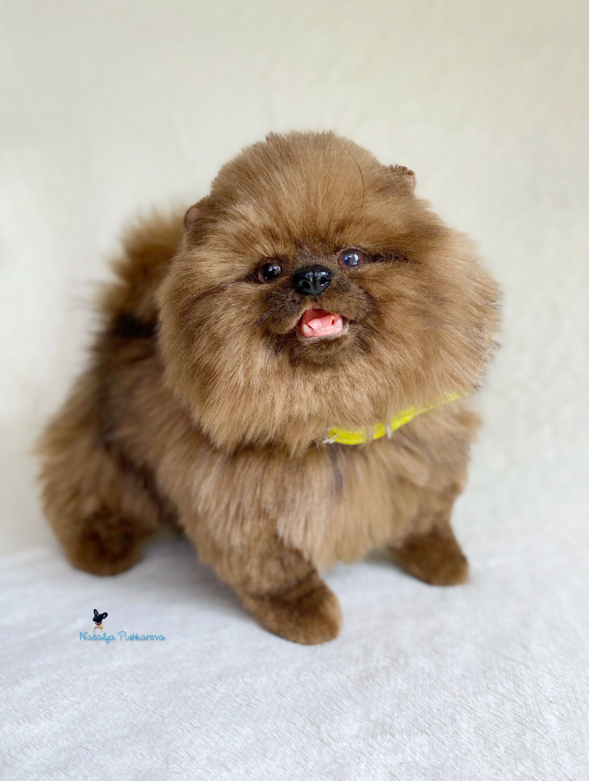 Custom order realistic toy Dog shih tzu - DailyDoll Shop