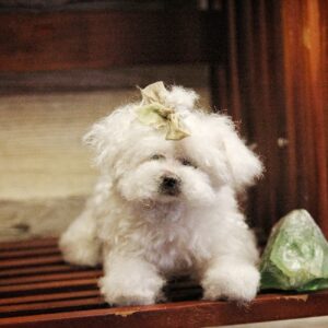 Realistic miniature Lapdog toy