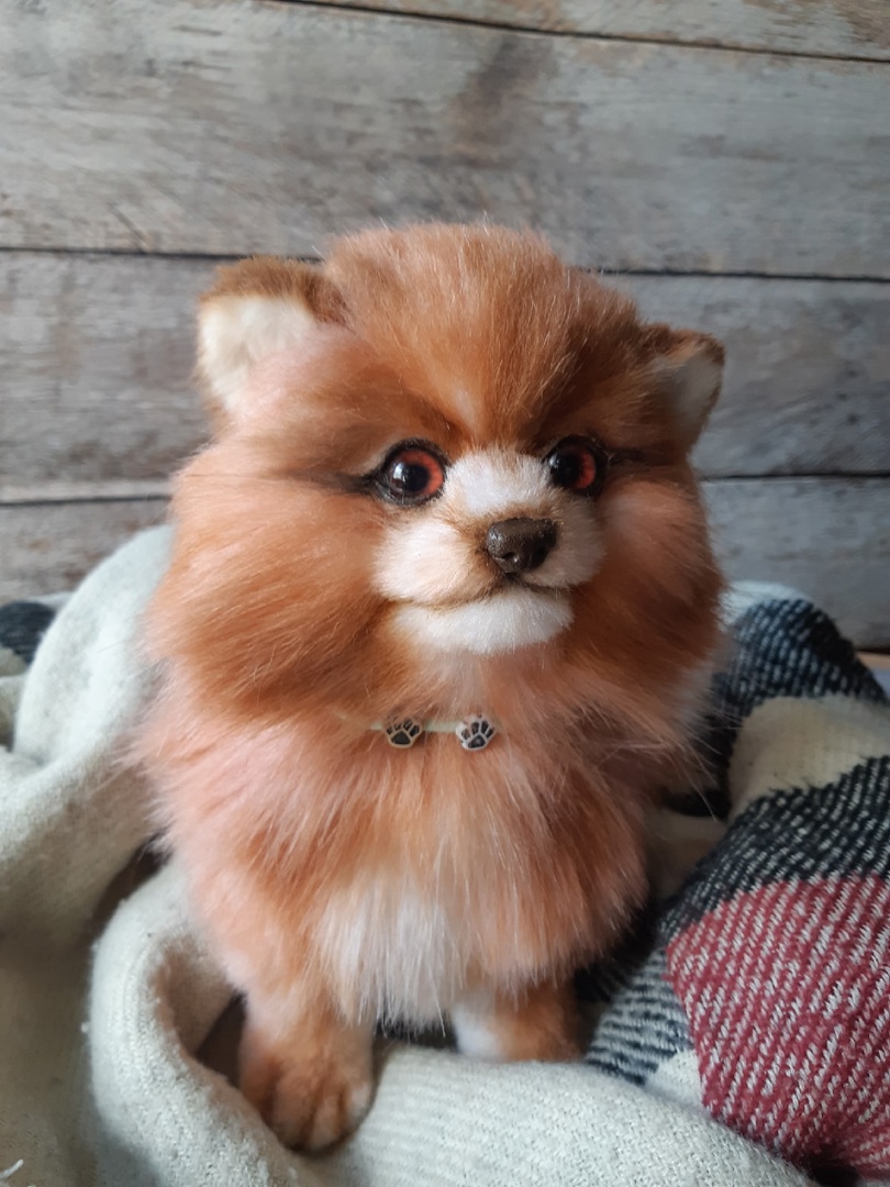 mini pomeranian brown