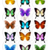 butterfly wings