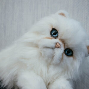 Persian cat