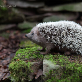 Hedgehog