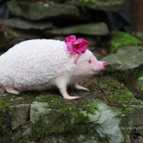 Albino hadgehog