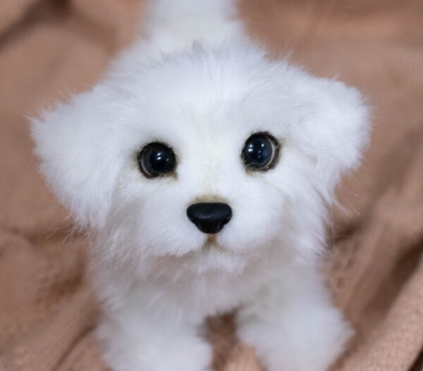 maltese puppy dog scaled