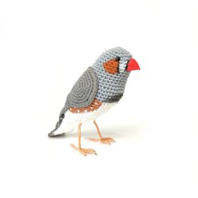 Zebra Finch bird