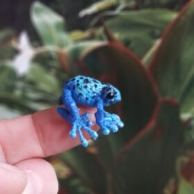 Rana tropical azul en miniatura
