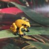 Miniature golden tropical frog collectible toy