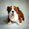 English bulldog toy