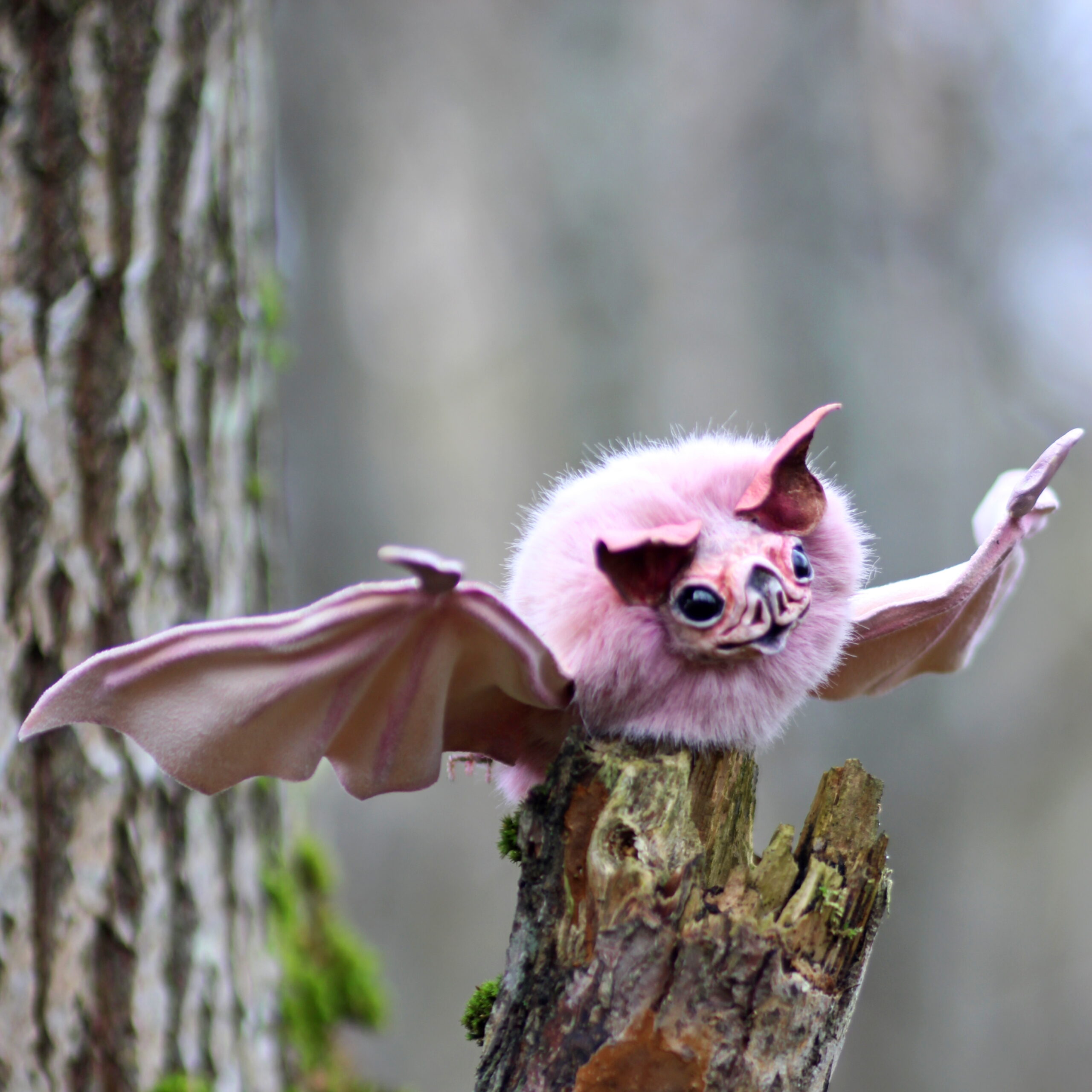 Bat Pink dream bat fluffy mouse holey wings sharp claws 1