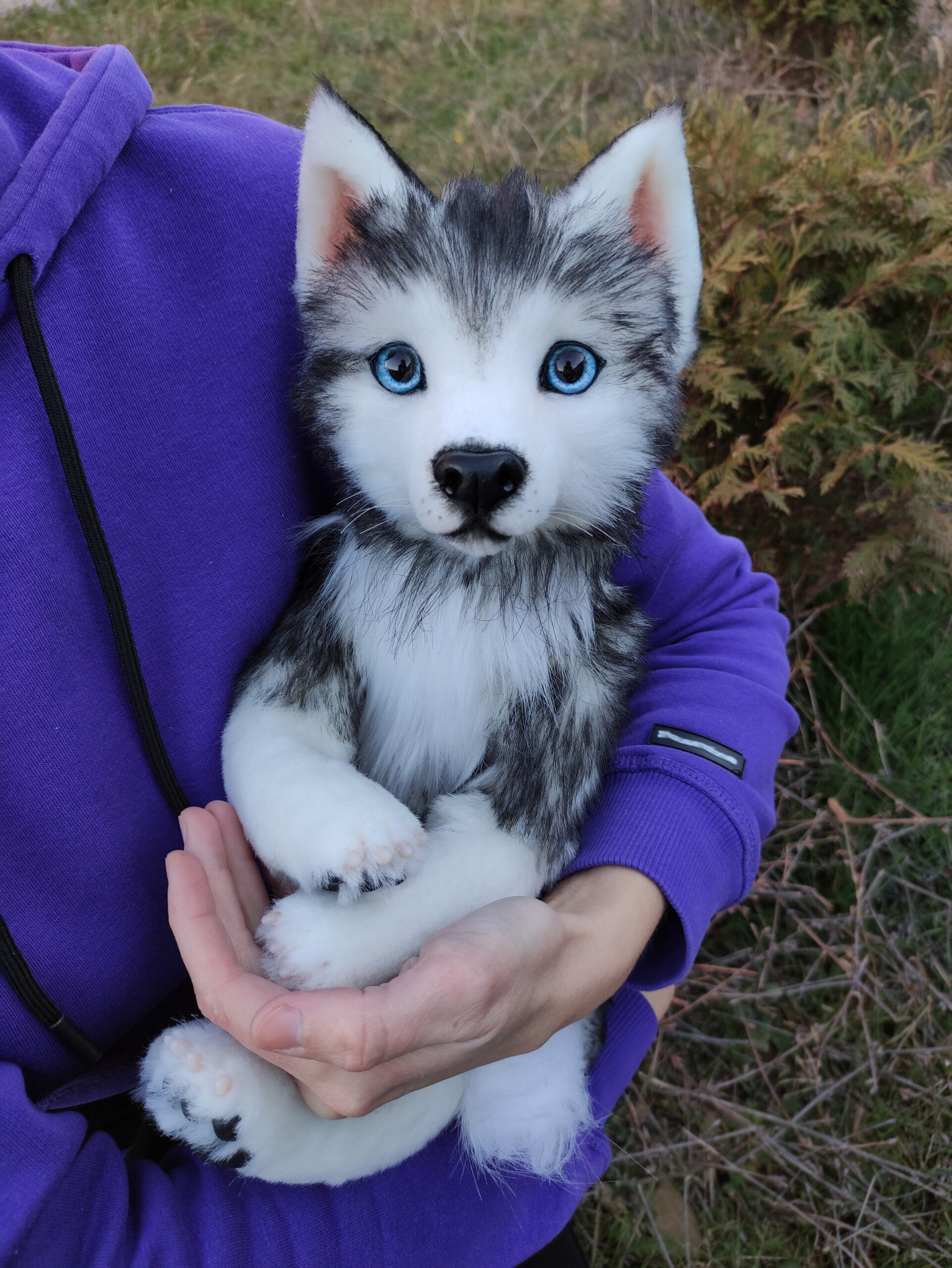 Black husky stuffed animal online