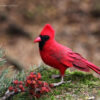 cardinal bird