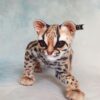 Realistic stuffed animal margay cat