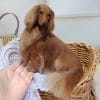 Custom Miniature realistic mahogany Longhaired Dachshund