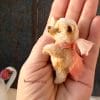 tiny teddy bear