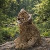 Realistic Leopard Cub Plush